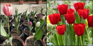 image: Tulip flower in haldwani