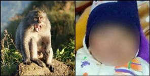 image: Monkey killed 3 month old kid in champawat