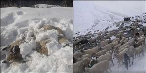 image: More than 100 sheep and goats died due to slipping snow in Munsiyari