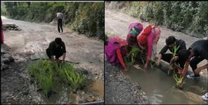 image: People planted paddy on the road in Someshwar