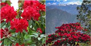 image: First Buransh Garden of Uttarakhand built in Munsiyari