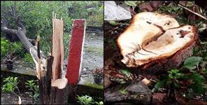 image: Smugglers steal sandalwood trees in Ramnagar