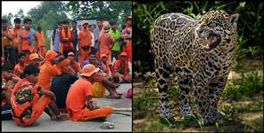 image: LEOPARD ATTACK ON KANVARIYA IN DEHRADUN RAIWALA