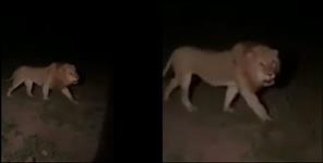 image: Video of Babbar Lion sher in Dehradun Badkala Hasanpur Village