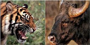 image: Bull saves life from tiger in Corbett National Park video