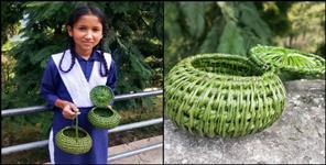 image: Pine leaves will be grown uttarakhand