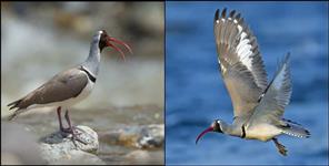 image: Ibisbill Bird in Uttarakhand Harshil Valley