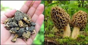 image: All you need to know about Gucchi Vegetable most expensive vegetable
