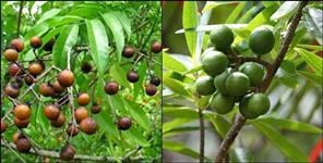 image: Rudraksha forest in Kothar village of Rishikesh