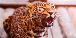 image: fear of male leopard in almora ranikhet