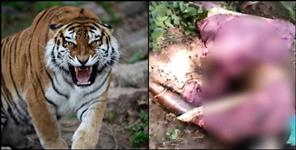 image: tiger attack on man in khatima champawat