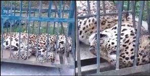 image: Leopard found dead in kaljikhal pauri garhwal