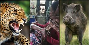 image: Leopard and wild boar in Pithoragarh