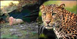 image: Leopard Killed Woman in Pauri Garhwal Rikhnikhal