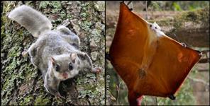 image: Flying squirrel found in Corbett national park