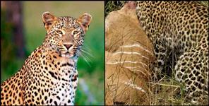 image: Leopard attack on two cow in guptakashi kurni