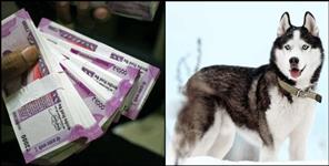 image: cyber fraud for Siberian Husky dog in Dehradun