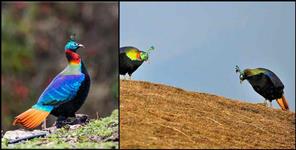 image: Monal bird group seen in chopta uttarakhand