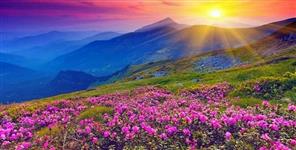 image: Golden furn in valley of flower