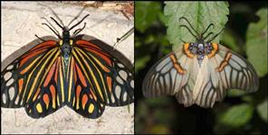 image: Butterfly Festival from March 4 in Tehri Garhwal Devalsari
