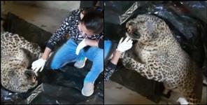 image: Leopard body found in Sem village of Chamoli district