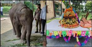 image: Birthday of infant elephant sawan in Uttarakhand