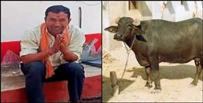 image: Farmer dies due to buffalo in Nainital