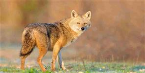 image: jackal attacked people in haldwani village