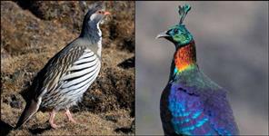 Himalayan Birds Recorded Above Known Elevation Limits in Gangotri