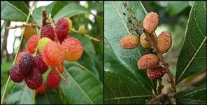 image: Benefits of kafal fruit of uttarakhand
