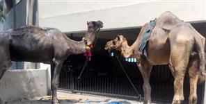 Raju and Moti Camel were rescued and sent back home