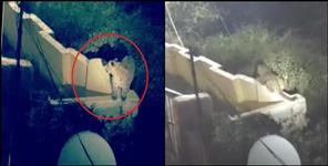 image: Two leopards seen in Pauri Garhwal