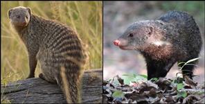 image: Crab Eating Mongoose in Uttarakhand