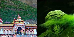 image: Rare microscopic algae found in Badrinath Naradkund