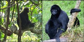 image: black monkey in uttarakhand