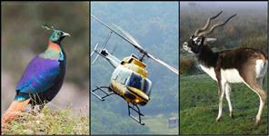image: Heli companies creating disturbance for wild animals