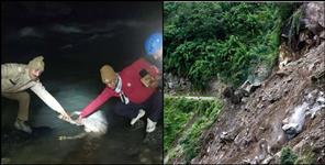 image: Goats drowned in Uttarkashi Bhagirathi River
