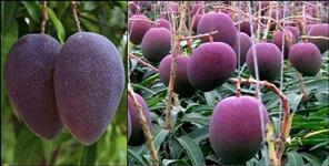 image: Thailand Black Strong Mango in Uttarakhand