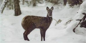 image: Musk deer seen in Chopta range