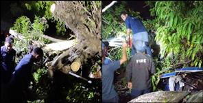 image: 2 people died due to falling of tree in Tanakpur of Champawat