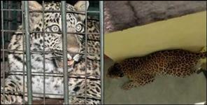 image: Leopard captured in cage in bhimtal