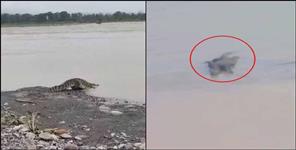 image: Crocodile in Rishikesh Ganga river