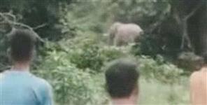 Haridwar Elephant Attack Man Killed in Forest