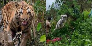 image: Terror of wild animals in Uttarakhand