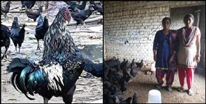image: Uttarakhand poultry farm self employment