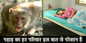 image: MONKEY ATTACKED ON STUDENT IN ALMORA