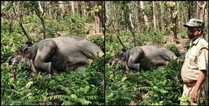 image: Elephant found dead in nainital