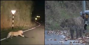 image: Leopard in all weather road between Sukhidhang to Tanakpur Champawat