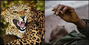 image: Ramnagar Corbett Park Leopard