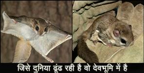 image: FLYING SQUIRREL IN UTTARAKHAND